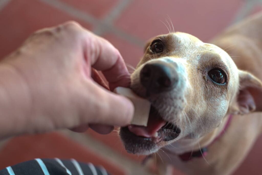 dog with frozen treat