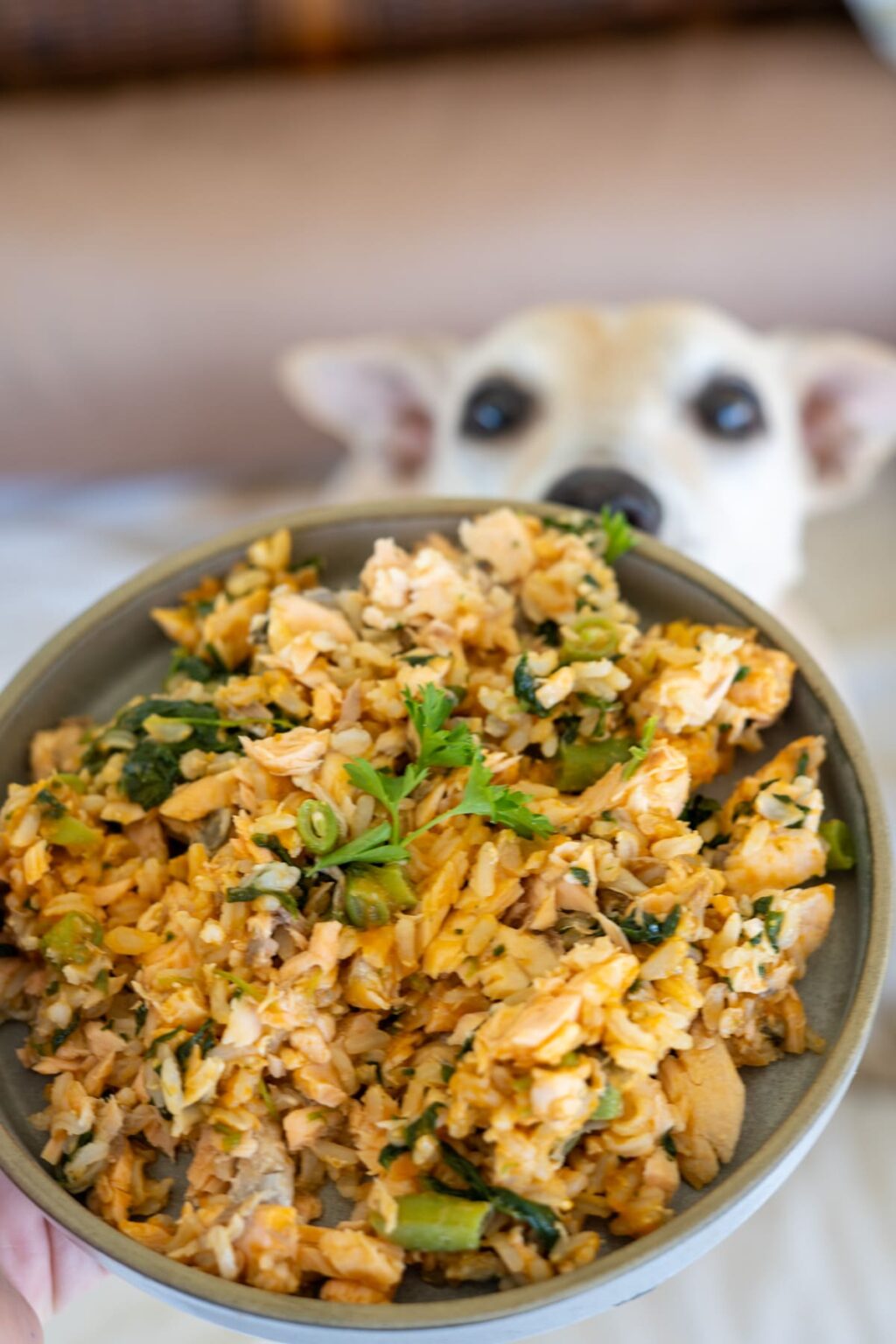 Salmon Dog Food Recipe with Spinach & Pumpkin - Salmon And Pumpkin Dog Food