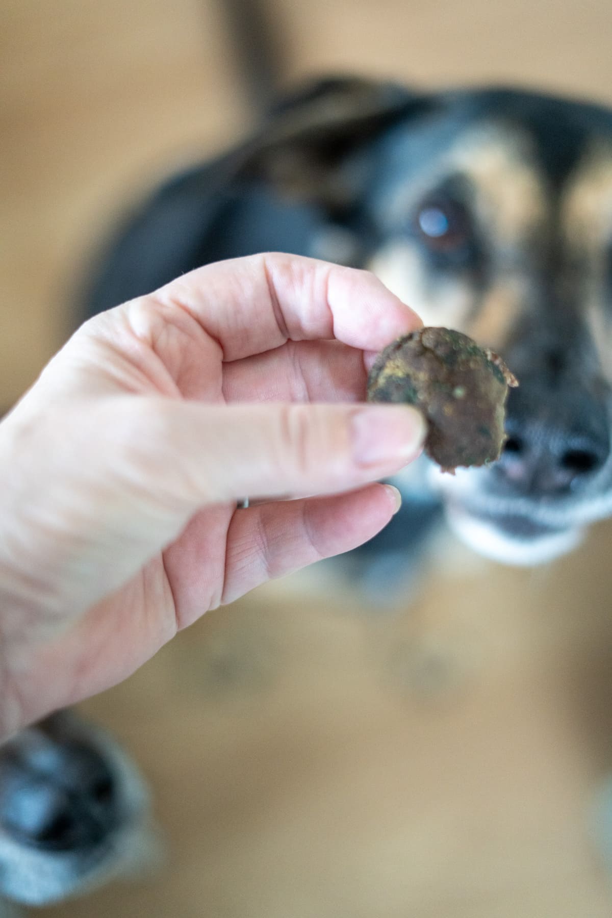 A person holds a small treat in front of a dog, slightly out of focus in the background—perhaps tempting them with chicken liver meatballs for dogs.