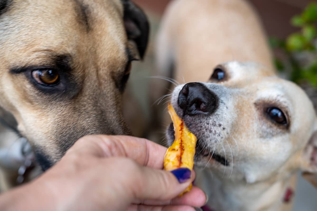 dogs with chicken treat