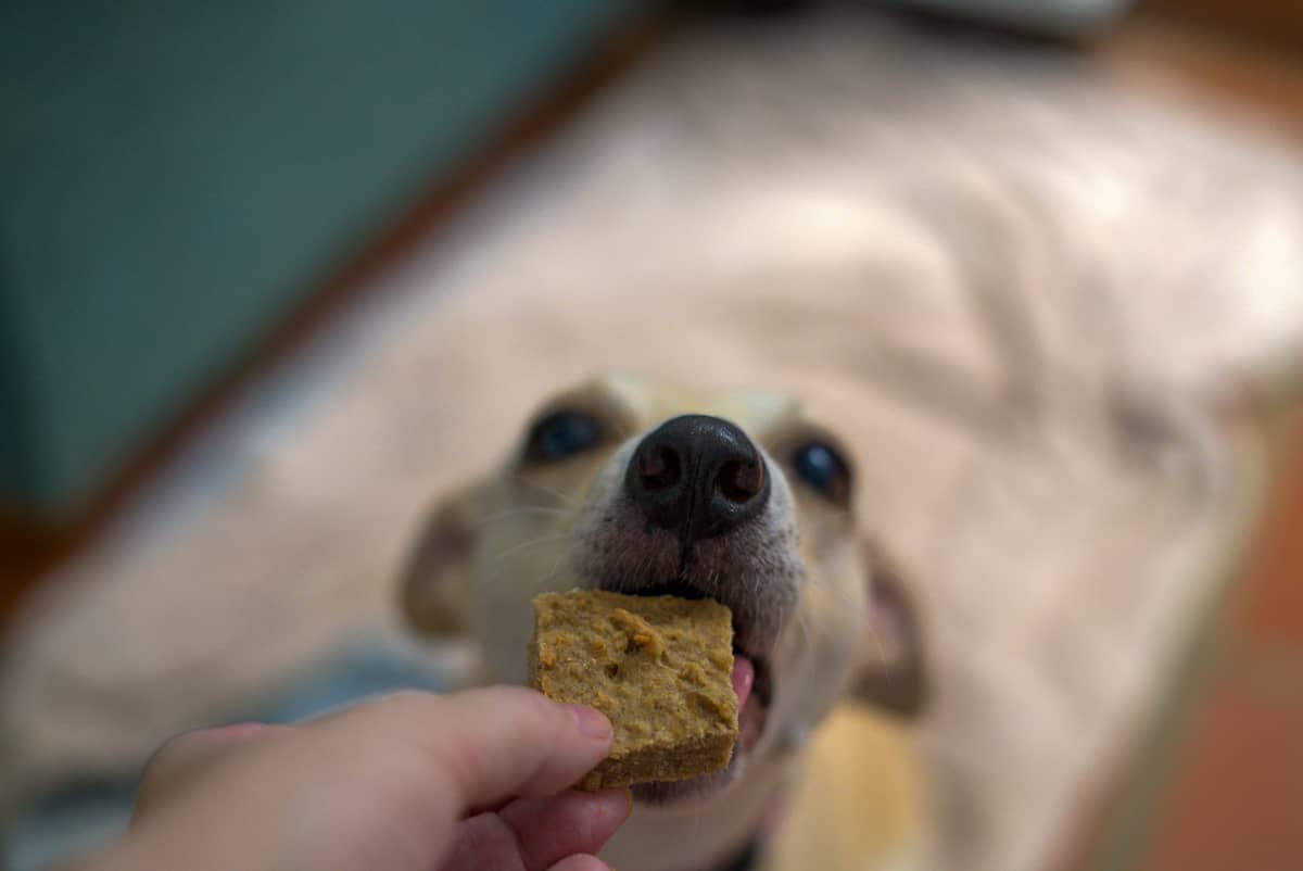pixie with dog treat