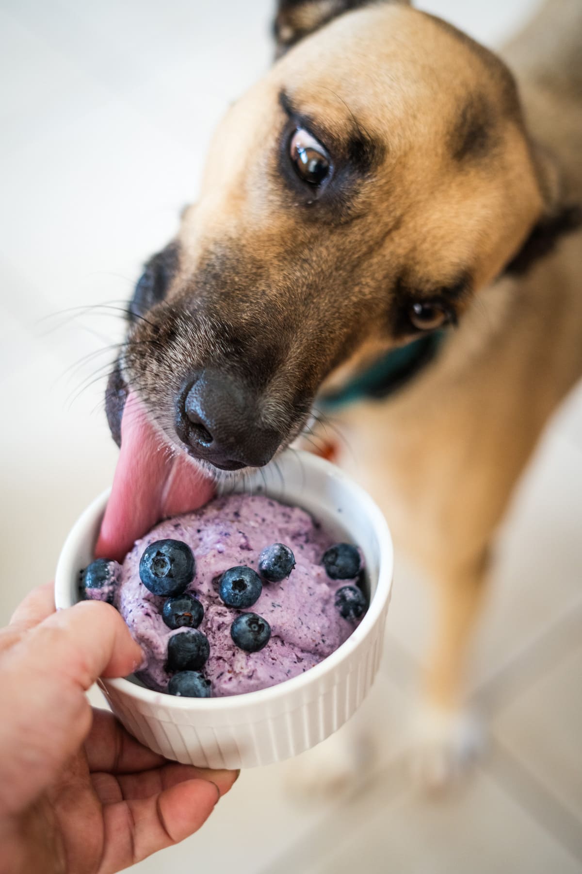 A dog licks a bowl of purple frozen dog treats topped with blueberries, held by a person.