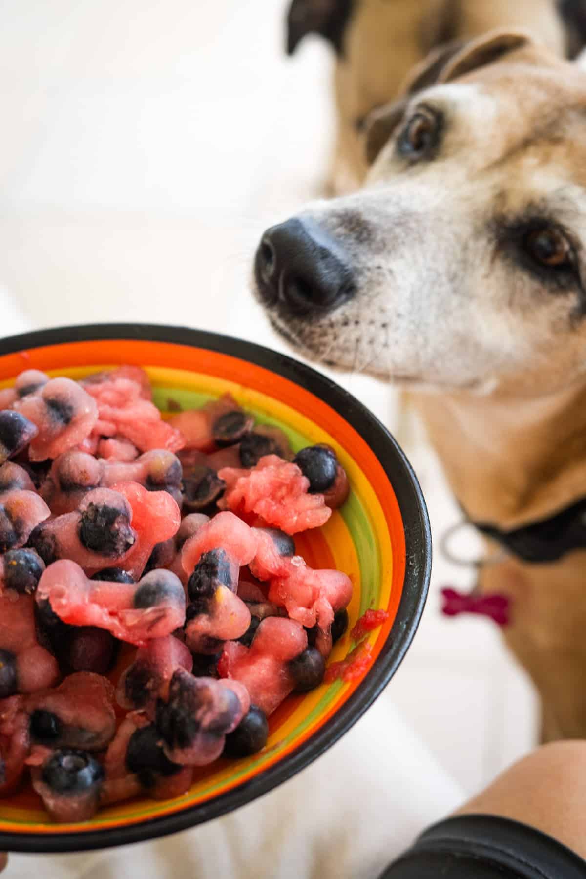 A dog looks at a colourful bowl filled with frozen dog treats made of watermelon and blueberries.