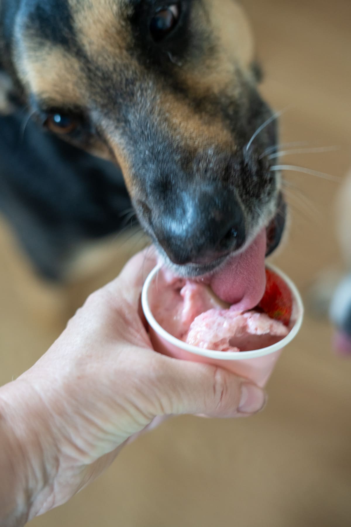 A person holds a small cup of pink frozen dog treats whilst a dog eagerly licks it.
