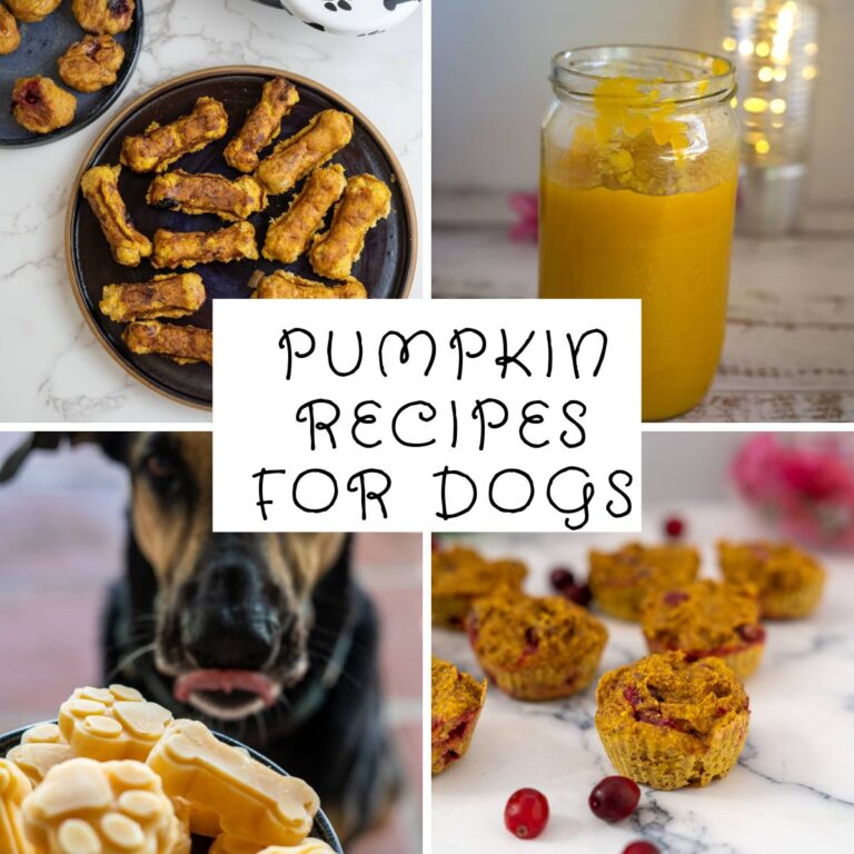 Pumpkin Recipes for Dogs - Can Dogs Have Pumpkin And Nuts