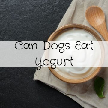 can dogs eat yogurt