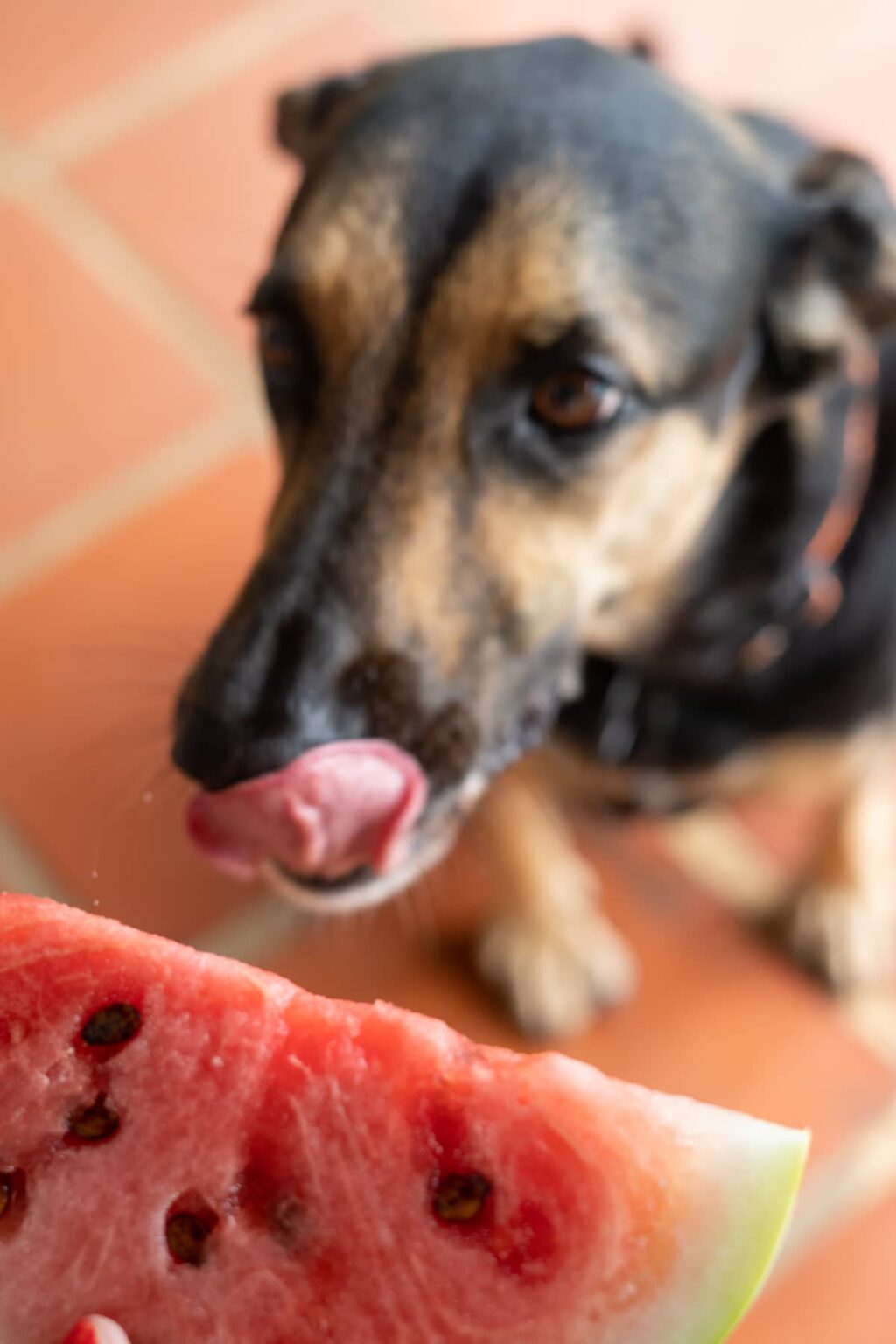 Curated visual reference: Picture Idea: Frozen Watermelon Strawberry Dog Treats