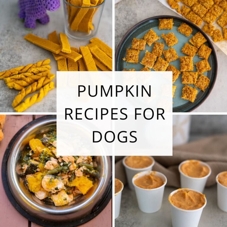 Four photos showcase Pumpkin Recipes for Dogs, featuring homemade treats like twisted sticks, baked squares, a bowl of dog food, and pumpkin puree in cups. The text "Pumpkin Recipes for Dogs" appears at the center.