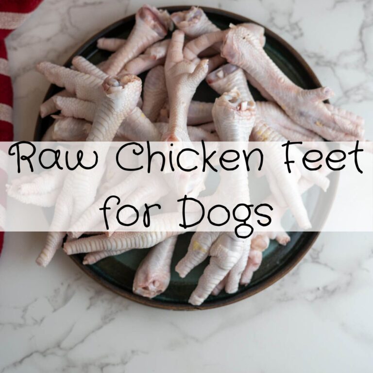 chicken feet for dogs