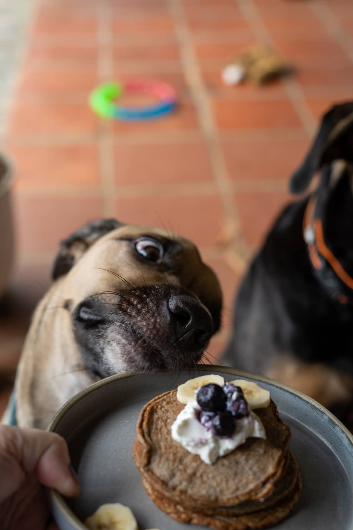 dog pancakes with Rocco
