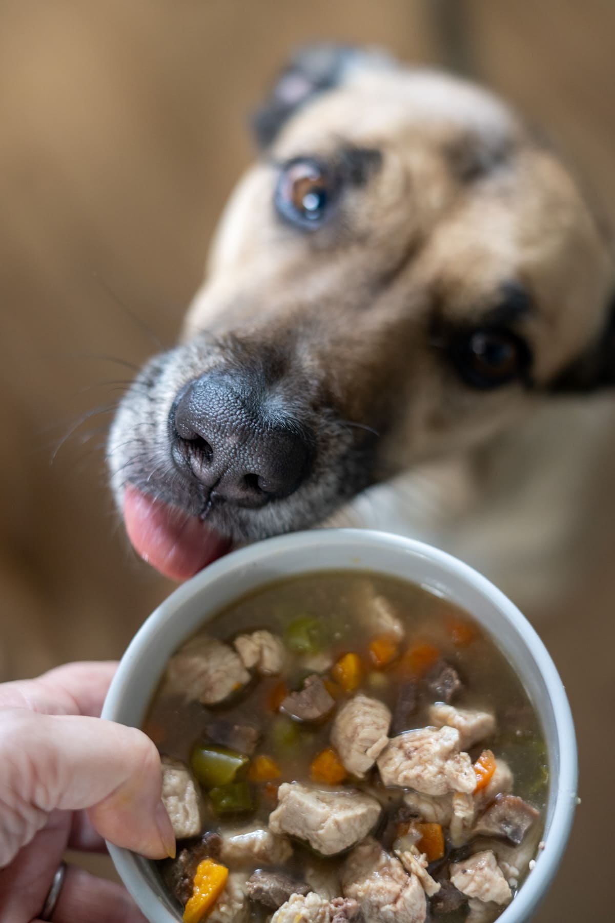 A close-up of a dog licking its lips while looking at a bowl of chunky stew with meat and vegetables, featuring a nutritious turkey dog food recipe, held by a person.