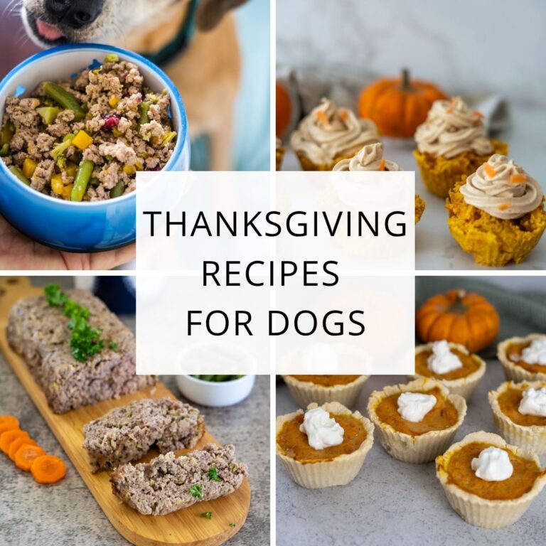 A collage shows homemade Thanksgiving recipes for dogs, featuring meatloaf, cupcakes, and pumpkin tarts. "Thanksgiving Recipes For Dogs" is written in the center, highlighting delicious treats just for pups.