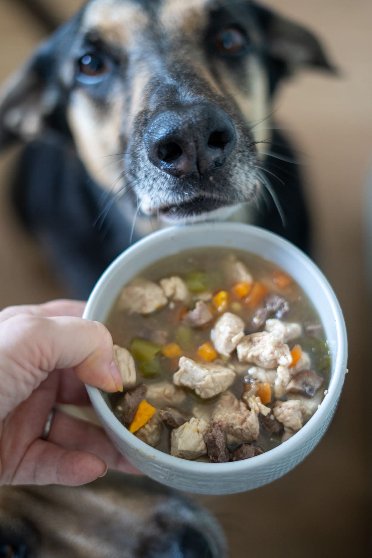 A hand holds a bowl of stew with meat and vegetables, featuring a turkey dog food recipe, in front of a dog looking up expectantly.