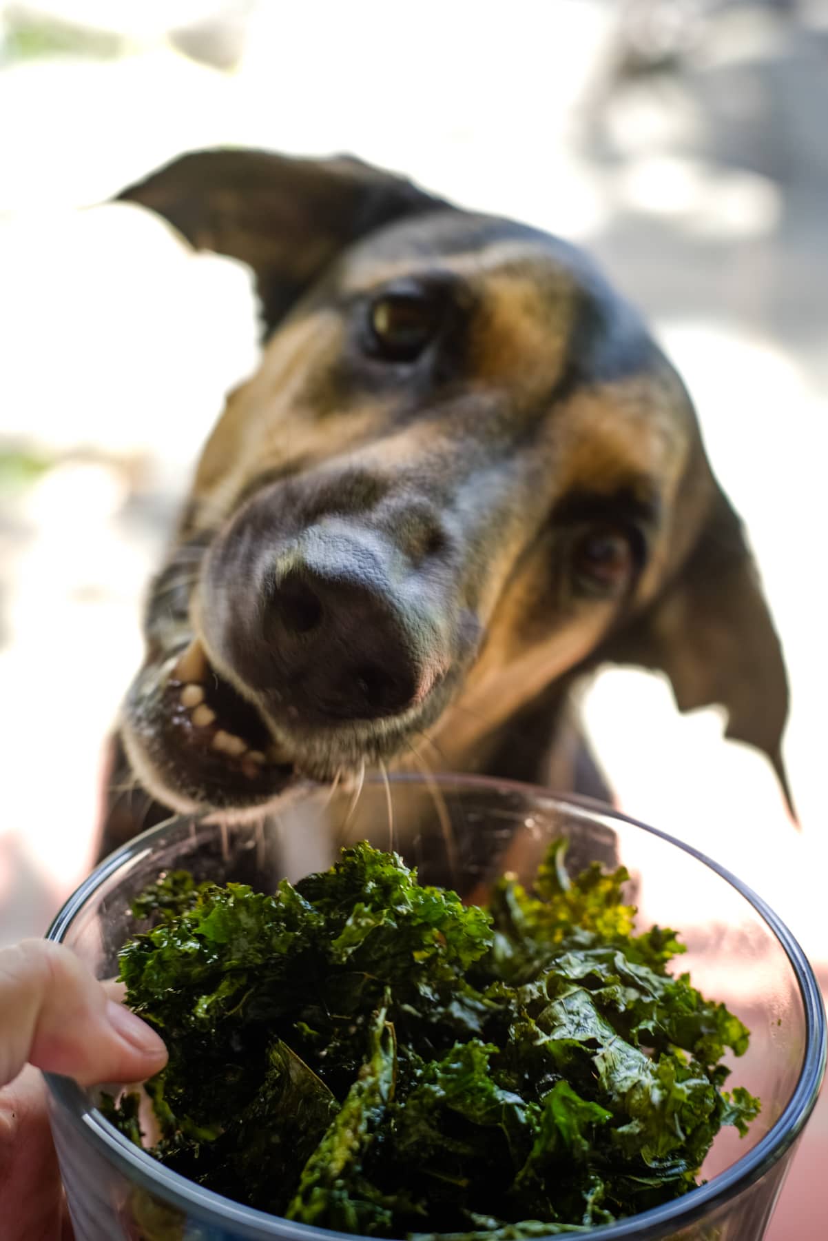 dog eating kale chips