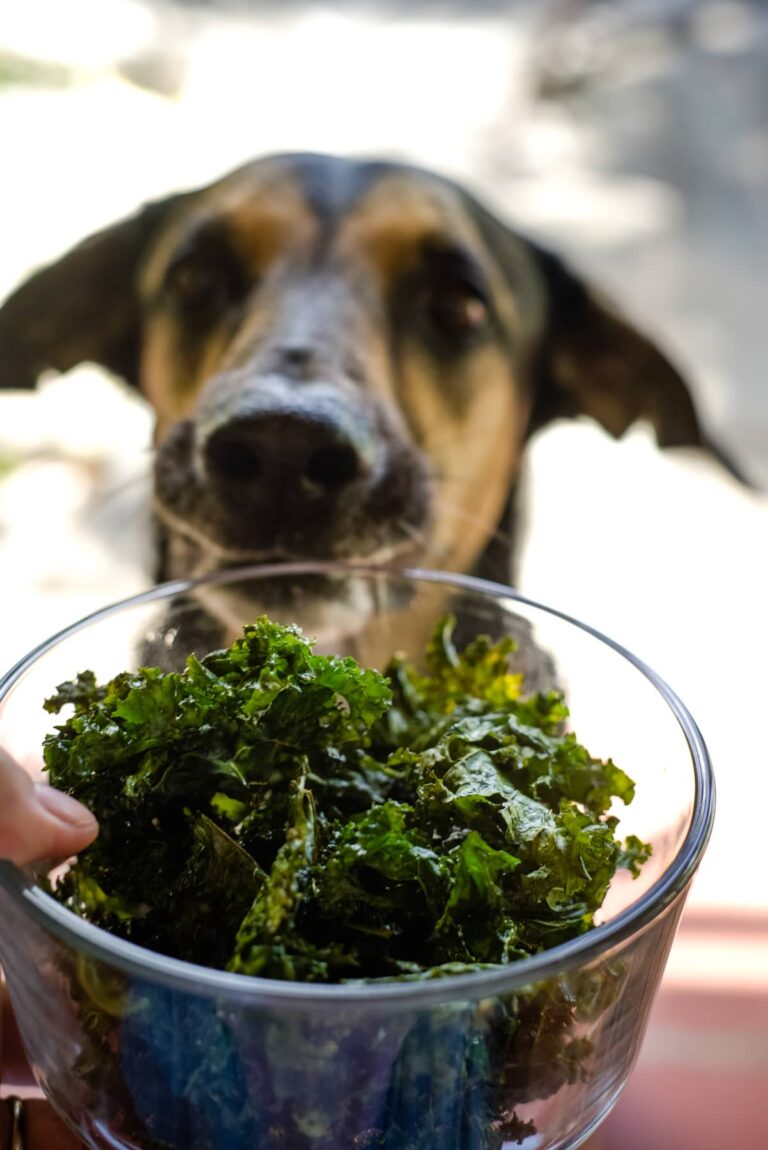 View of Easy Kale Chips for Dogs