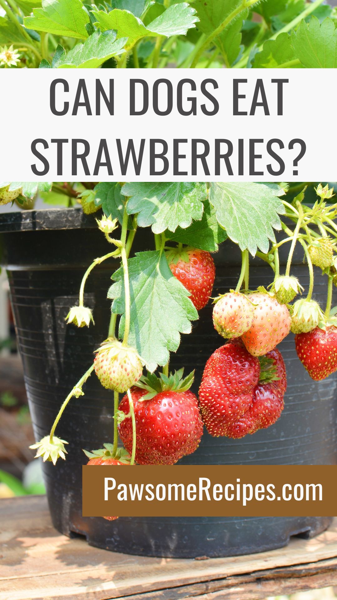 A black pot with ripe strawberries hanging from the plant, overlaid with the text "Can dogs eat strawberries? Find out at PawsomeRecipes.co.uk".