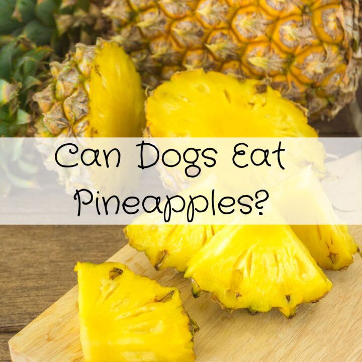 Can Dogs Eat Cottage Cheese? Pawsome Recipes