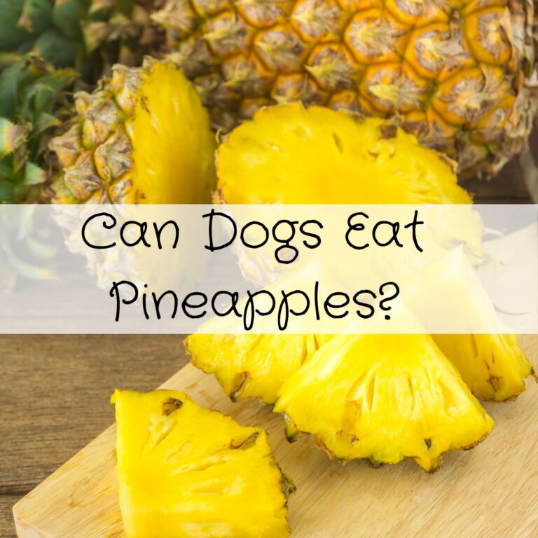 can dogs eat pineapple