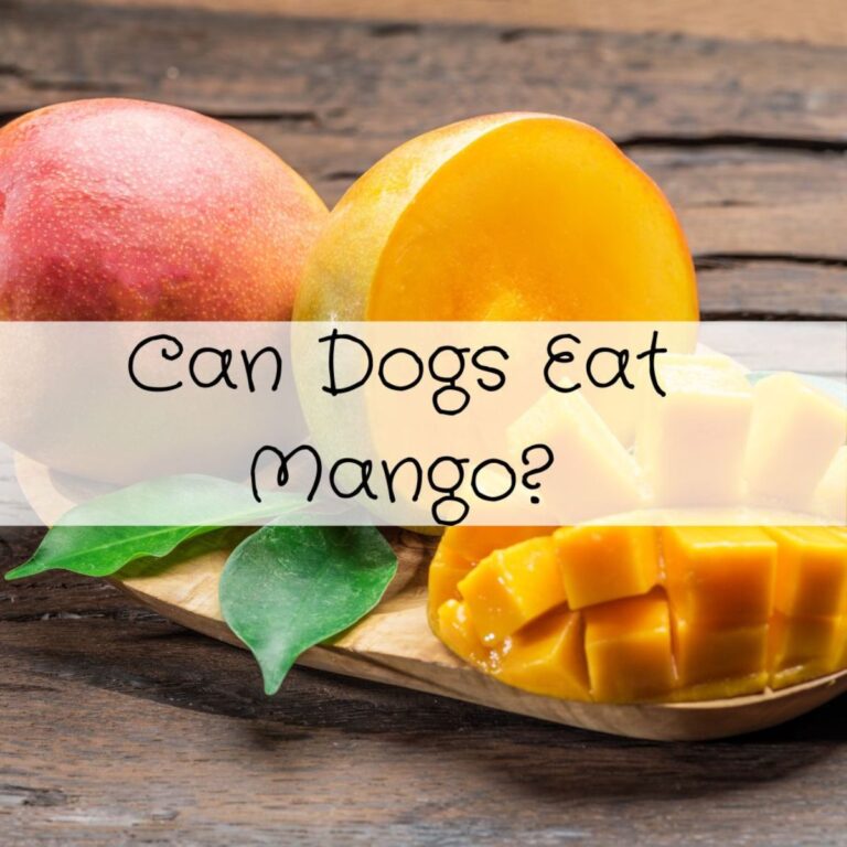 A whole mango, a sliced mango, and cheese cubes on a wooden table with the question "Can dogs eat mango?" displayed across the image.