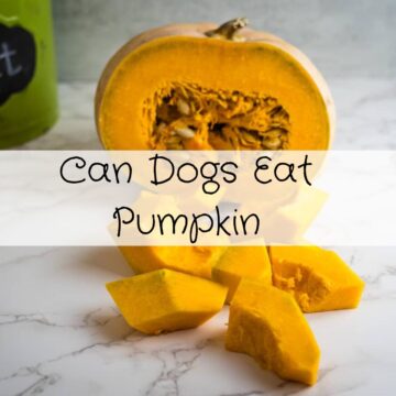 Can dogs eat pumpkin.