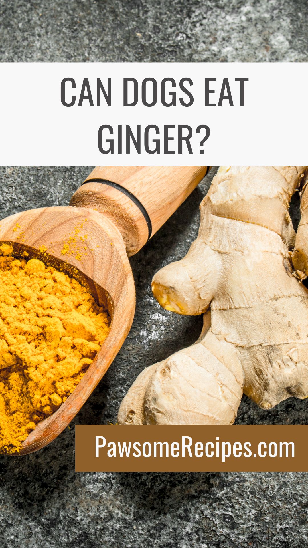 A wooden spoon with ground ginger powder and a piece of fresh ginger root on a grey surface, accompanied by text asking can dogs eat ginger alongside a website link.