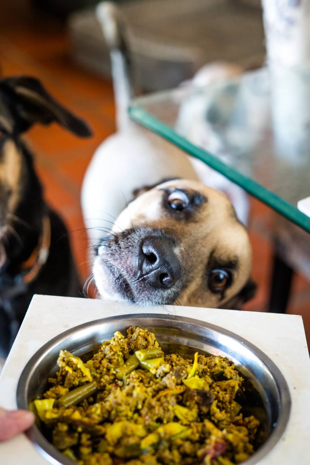 Grain Free Beef & Lamb Dog Food Recipe - Grain Free Lamb And Salmon Dog Food Exploit Code