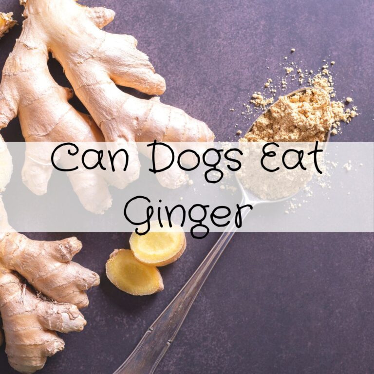 Can dogs eat ginger.