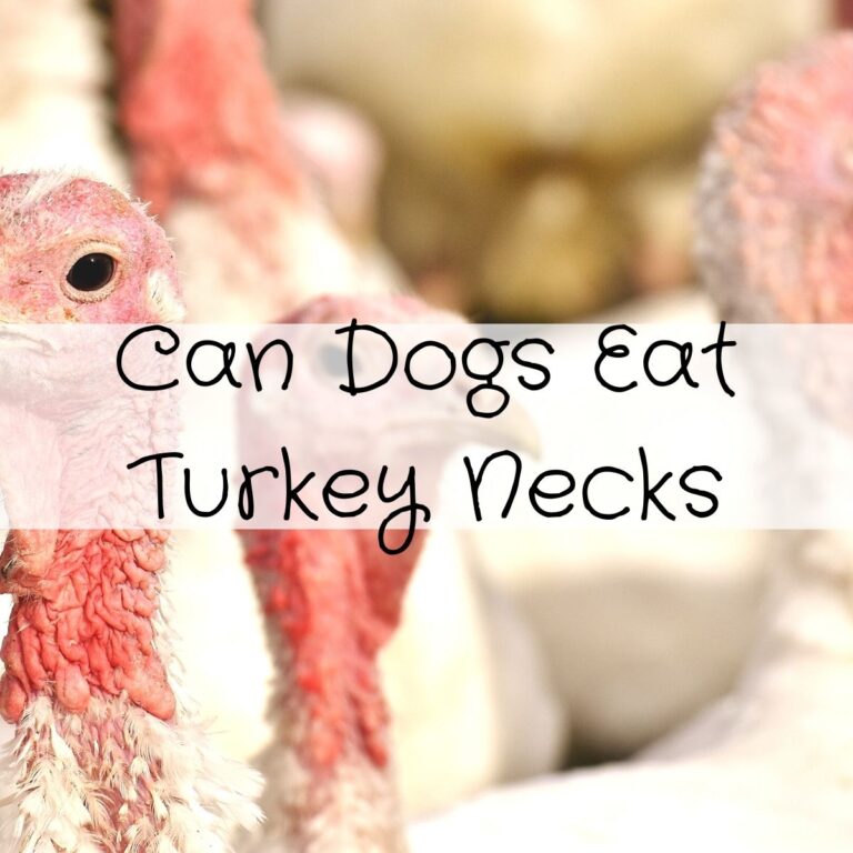 Can dogs eat turkey necks.