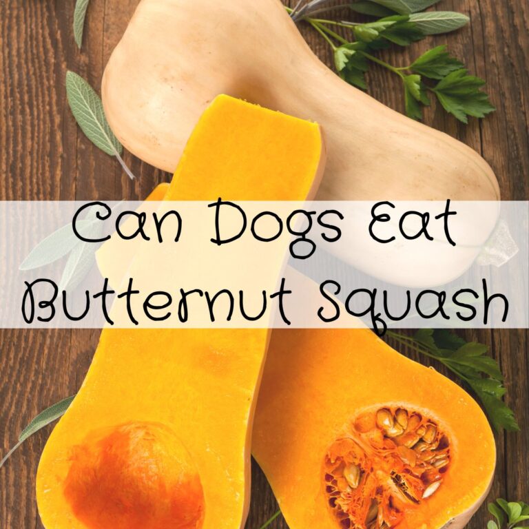 Can Dogs Eat Strawberries Pawsome Recipes Can dogs eat strawberries pawsome recipes
