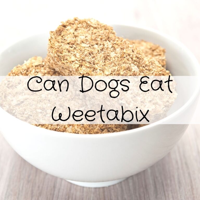 Can dogs eat weetabix.