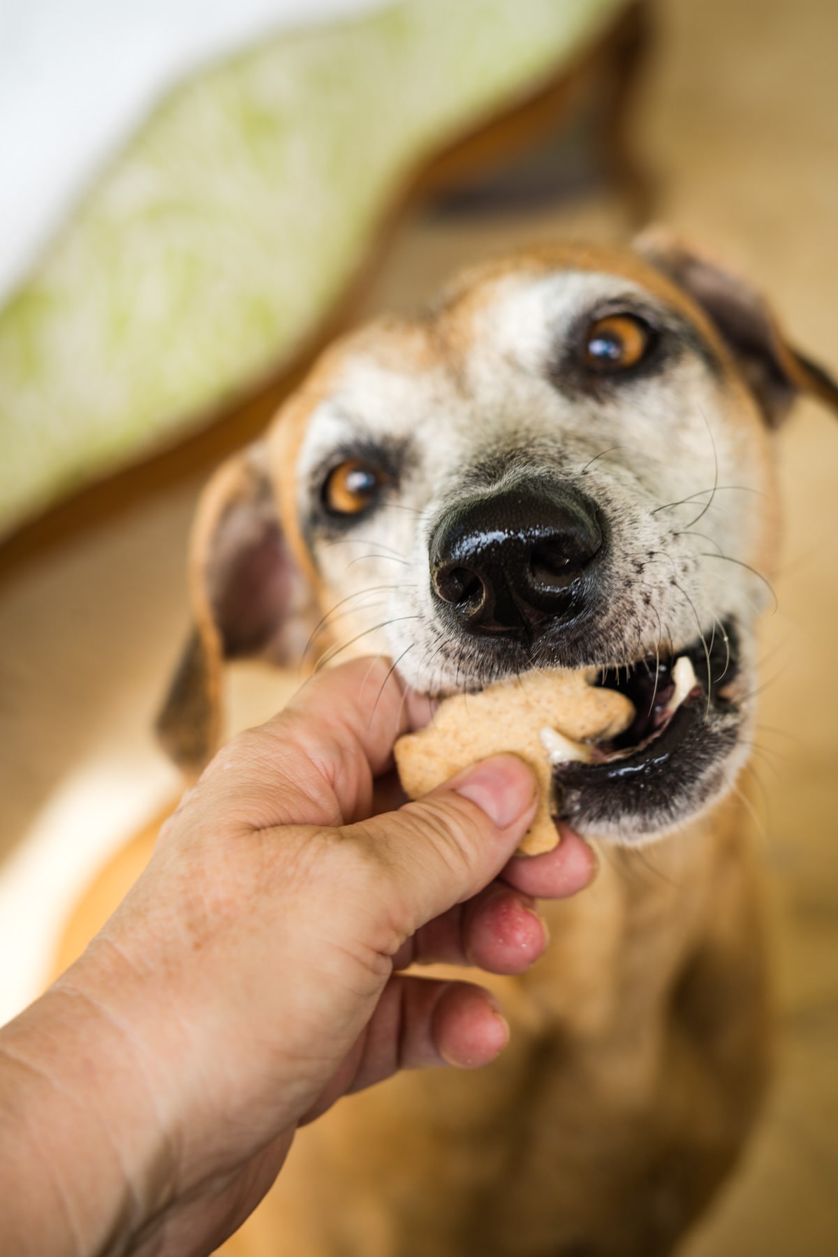 A person feeding a ginger dog biscuits to a dog.