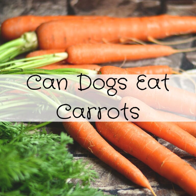 Can Dogs Eat Cottage Cheese? Pawsome Recipes