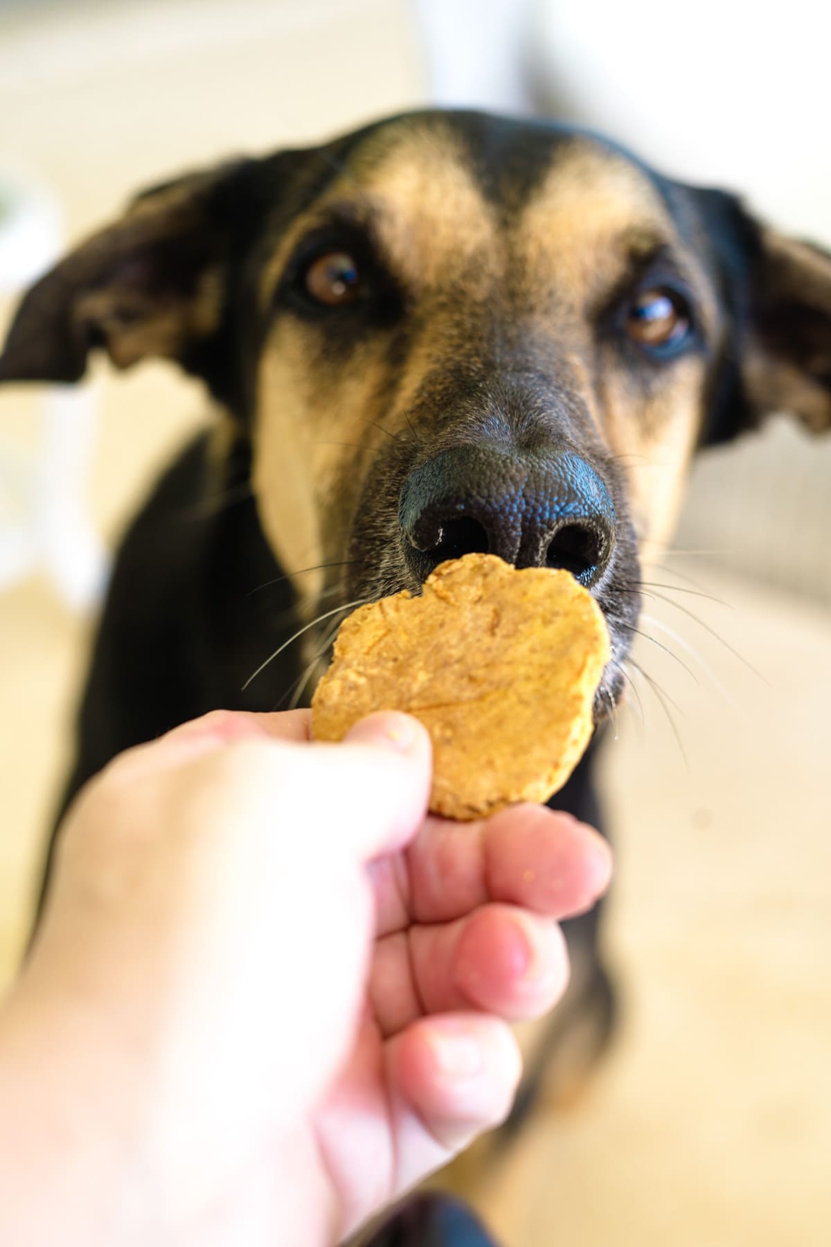 A person feeding a dog a peanut butter cookie.