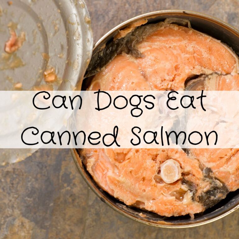 A can of salmon is open with its contents visible. Text overlay on the image reads, "Can Dogs Eat Canned Salmon.