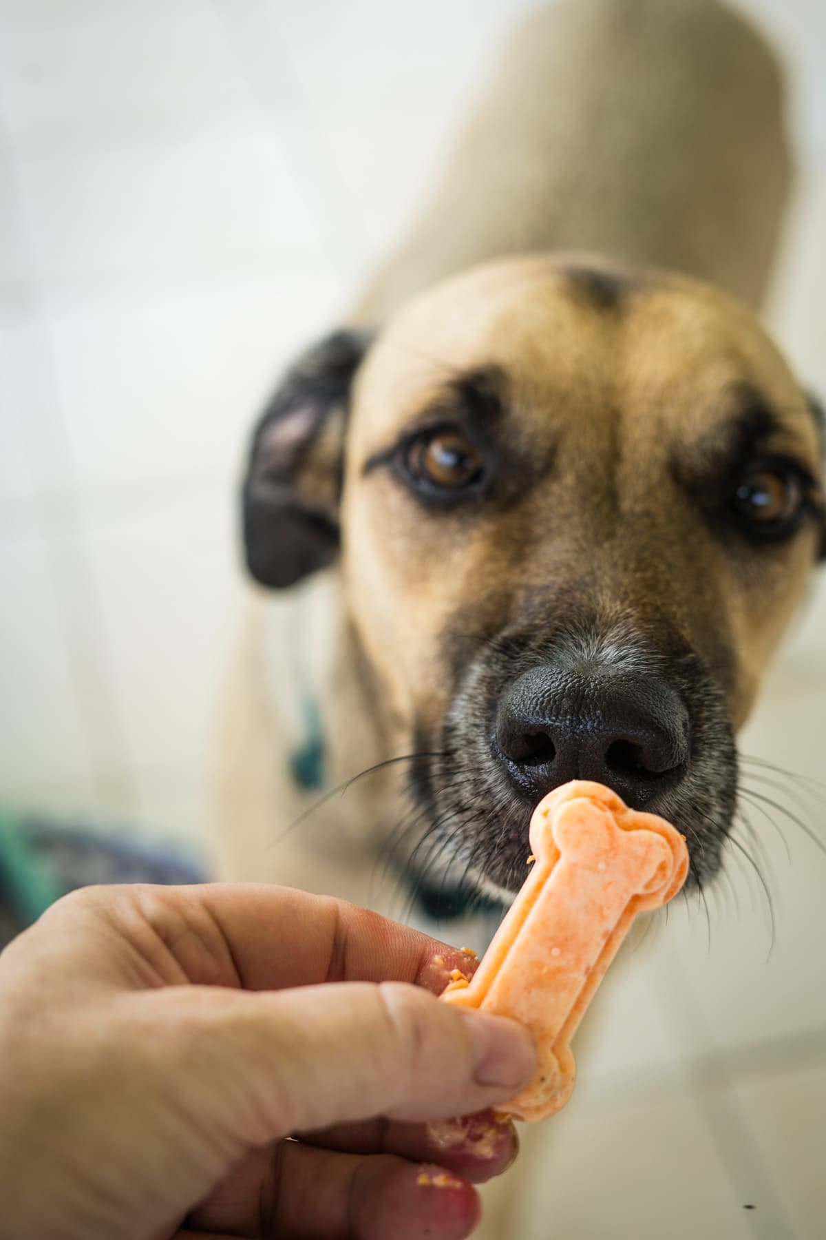 A person holds a dog bone-shaped treat in front of a brown and black dog, which looks at the treat.