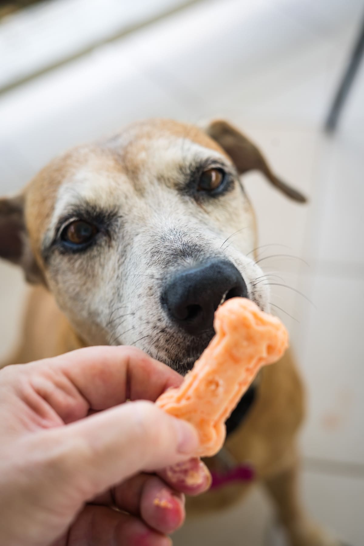 A close-up of a dog sniffing a frozen apple dog treat shaped like a bone, held by a person.