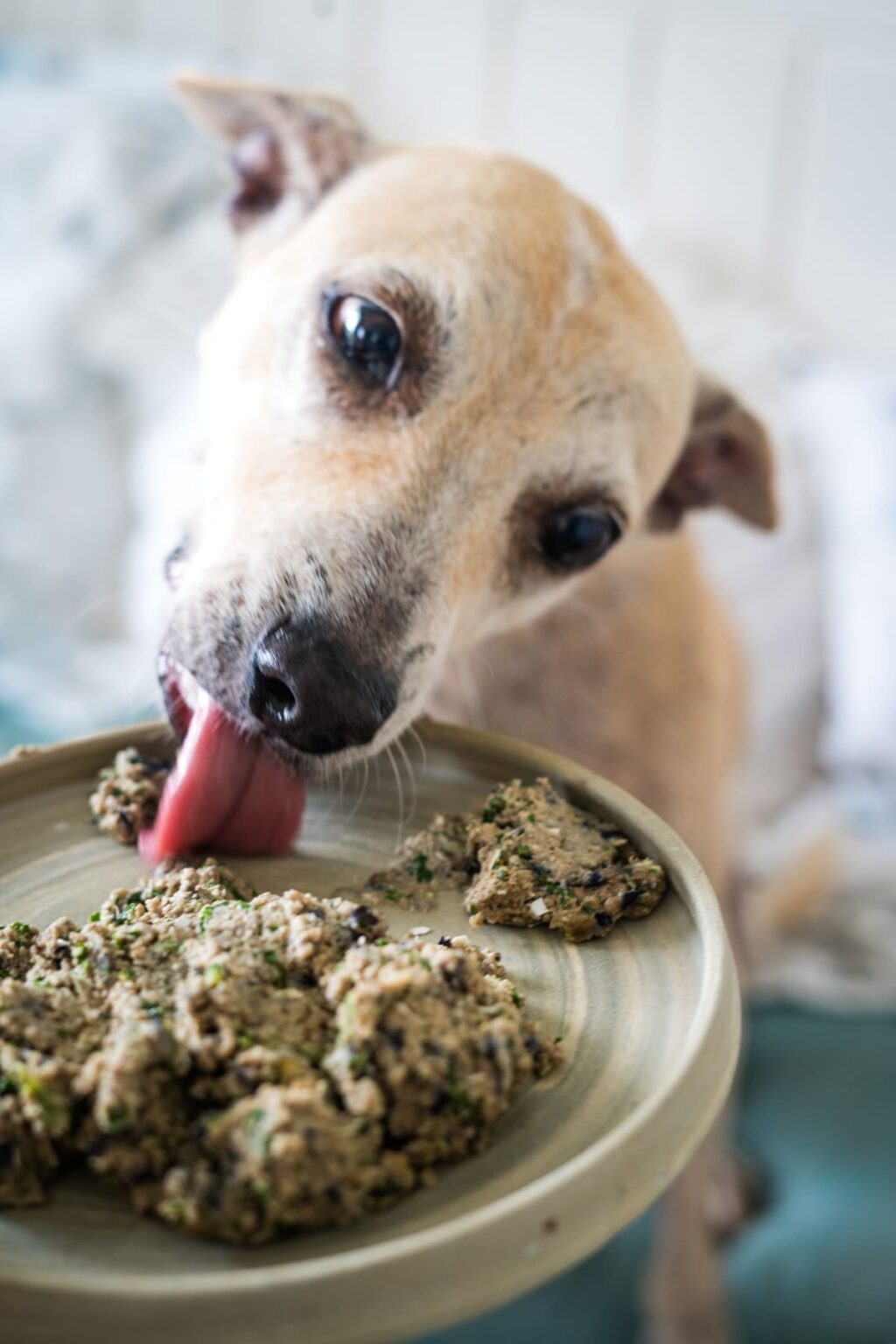 Lamb and Sweet Potato Dog Food