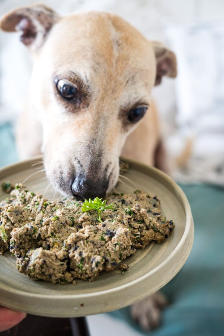 Lamb and Sweet Potato Dog Food