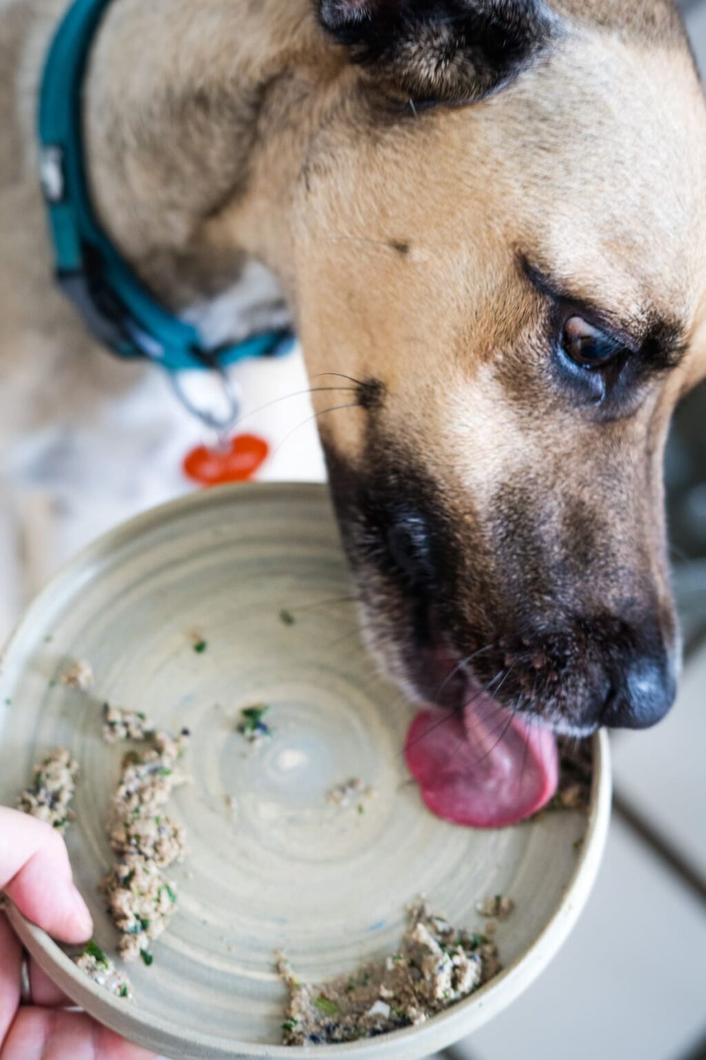Lamb and Sweet Potato Dog Food
