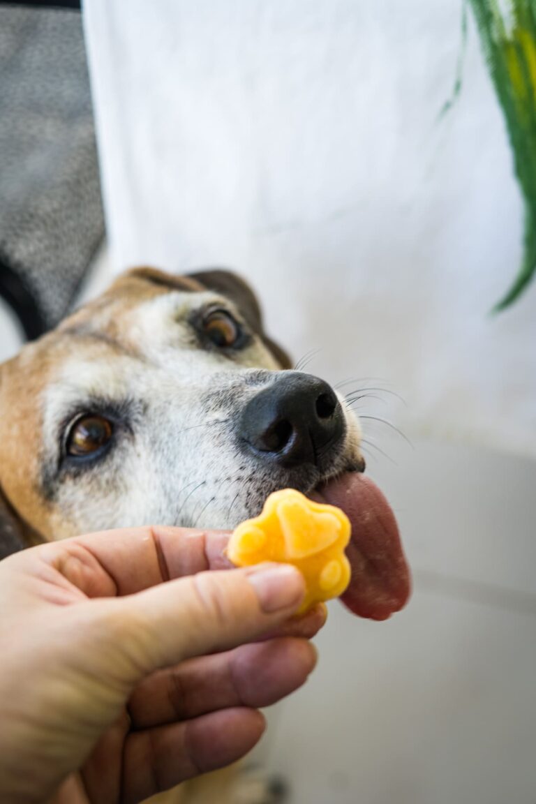 Frozen Pumpkin Dog Treats