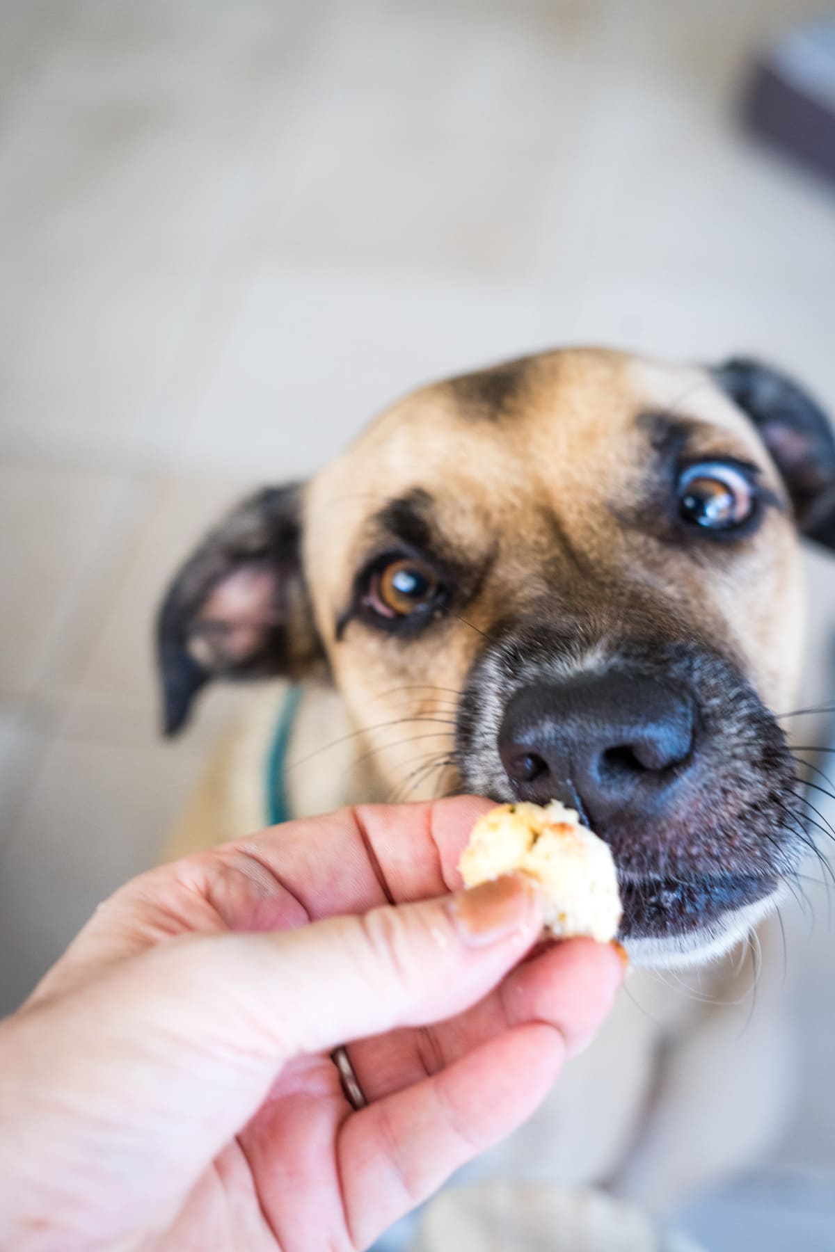 A dog with a light brown and black coat looks at a hand holding a piece of broccoli close to its nose.