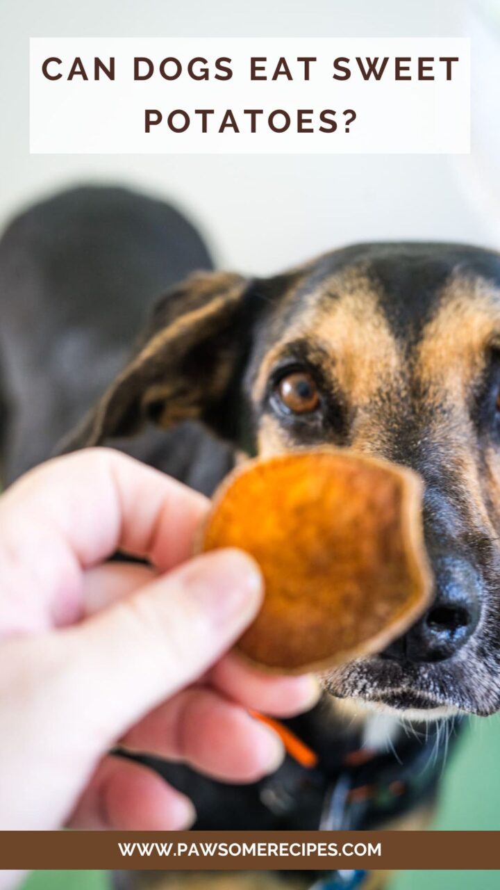 View of Can Dogs Eat Sweet Potatoes?