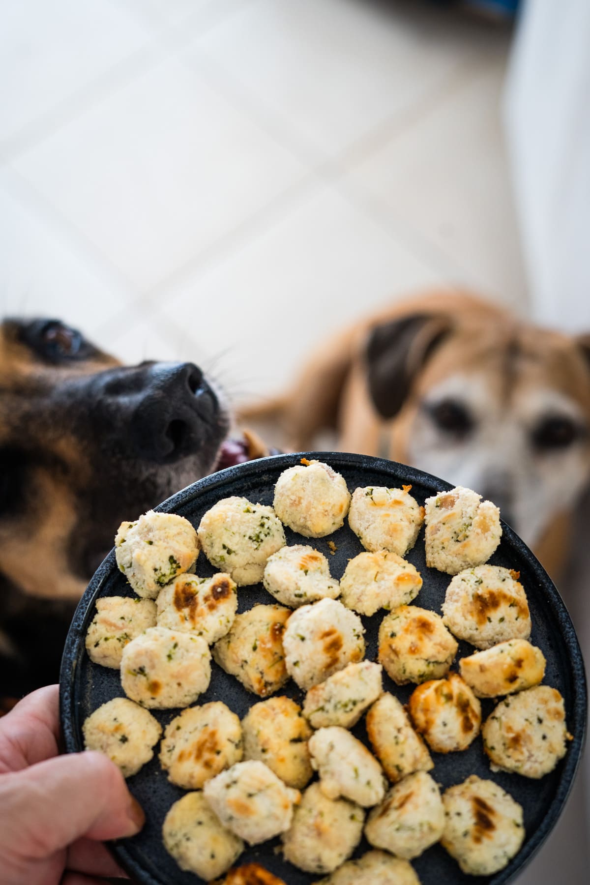 A plate of baked homemade broccoli dog treats is held up with two dogs looking eagerly at it in the background.