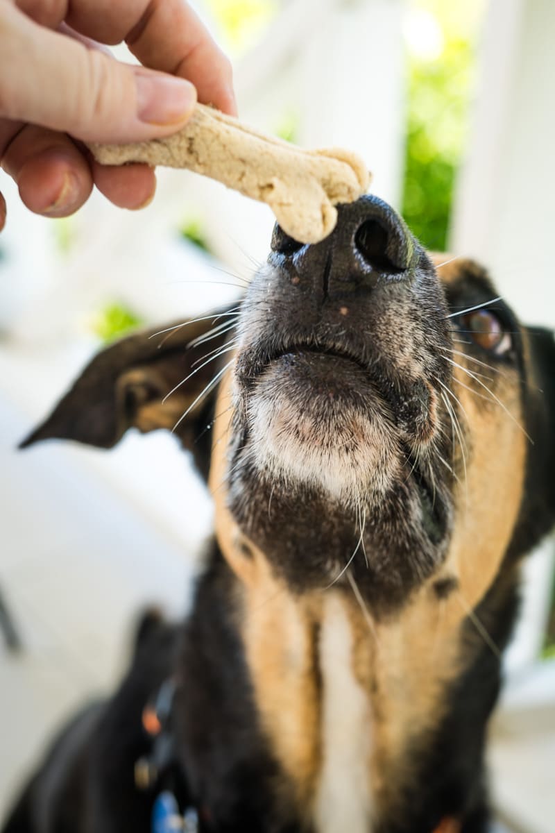 Dog sniffing a bone-shaped treat held above its nose.