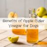 Benefits of Apple Cider Vinegar for Dogs