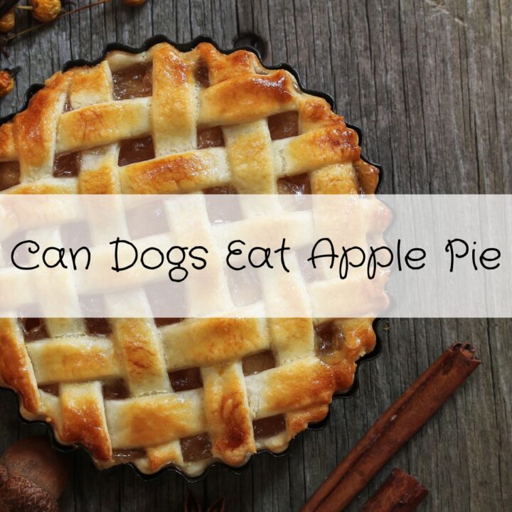 Can Dogs Eat Strawberries Can dogs eat strawberries
