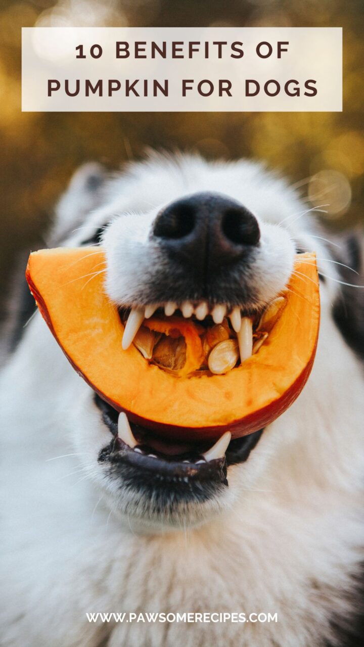 10 benefits of pumpkin for dogs