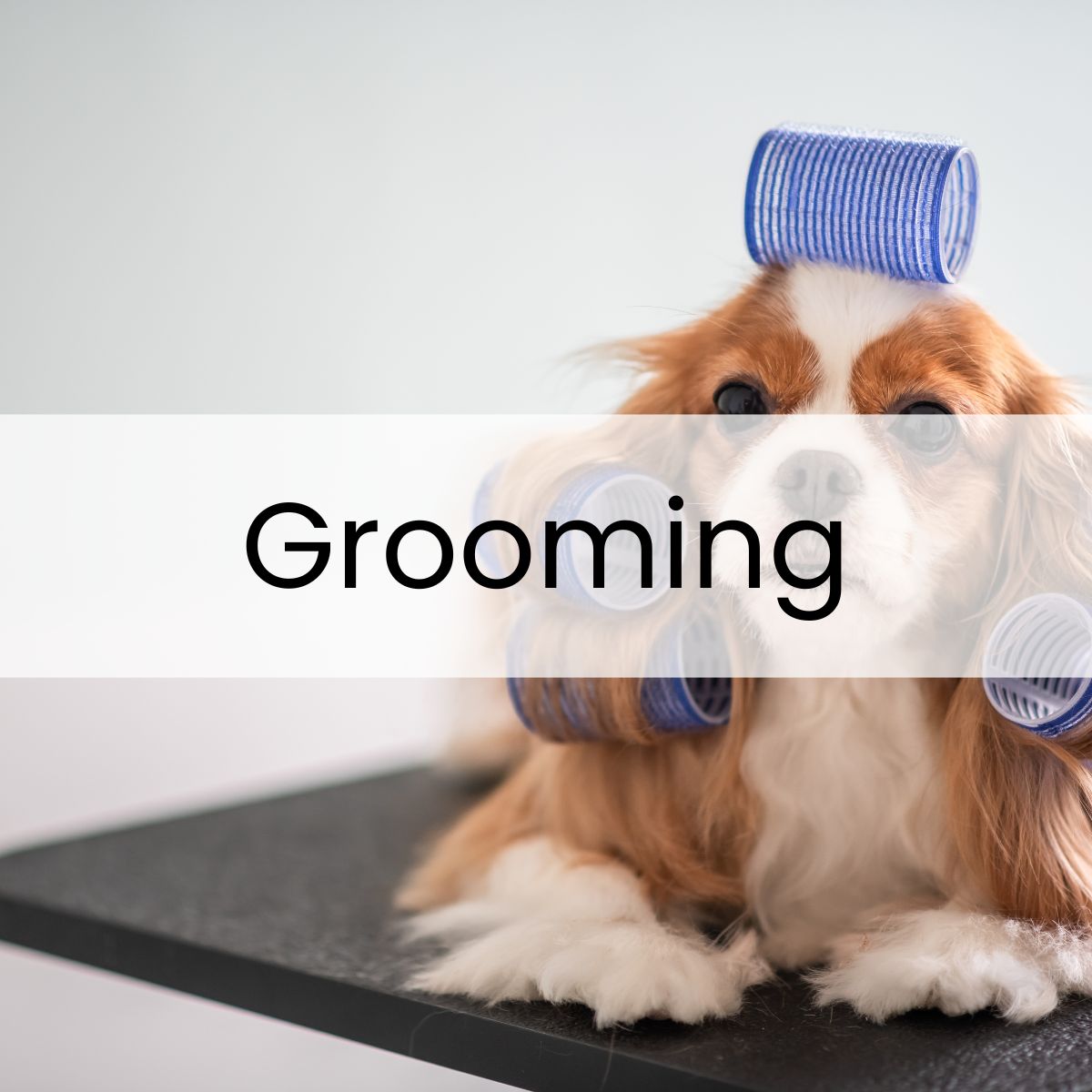 A dog with long ears sits on a grooming table wearing blue hair rollers.