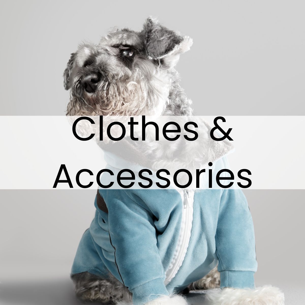 A dog wearing a blue jacket, sitting against a gray background. Text overlay reads "Clothes & Accessories.