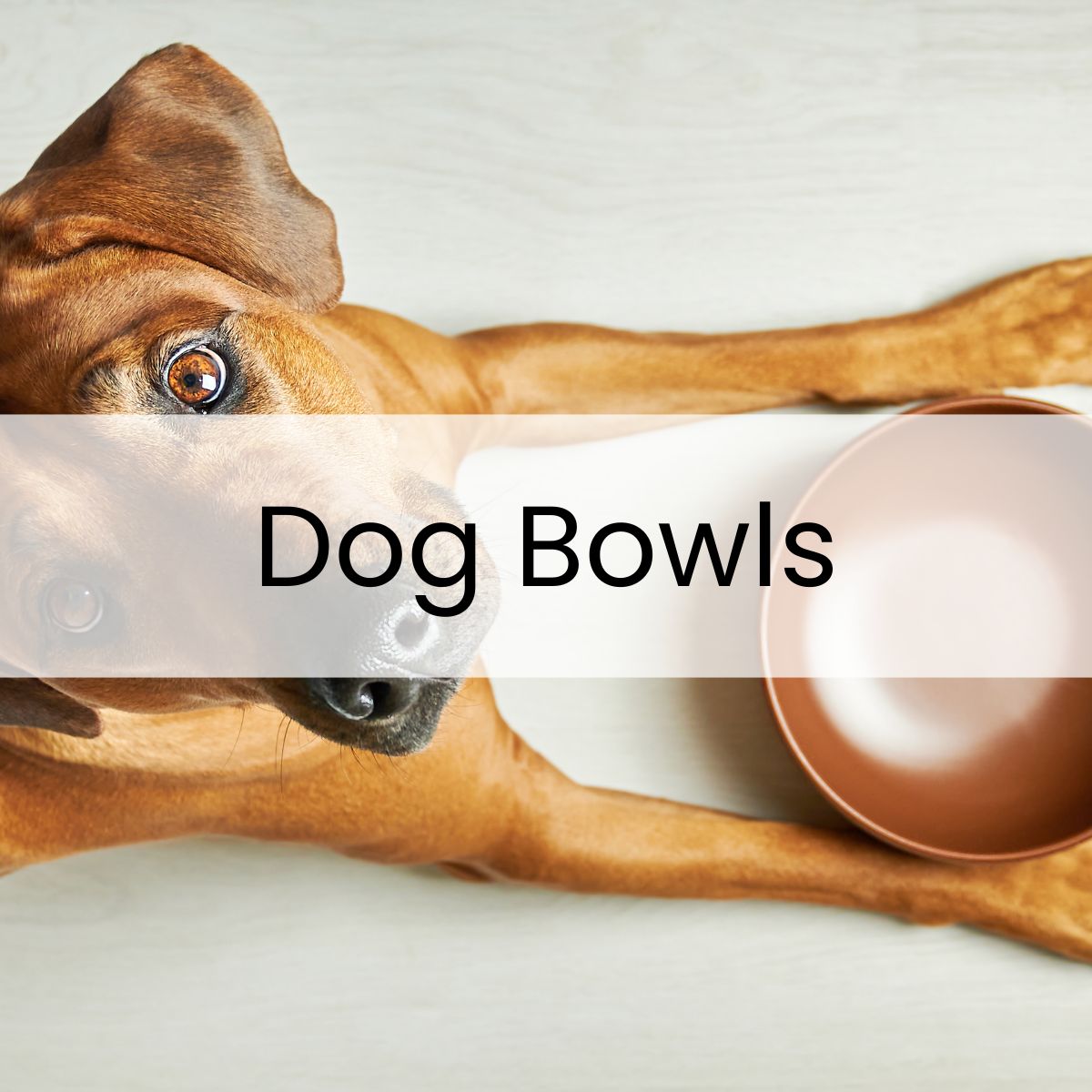 A brown dog lies on a light surface next to an empty brown bowl. Text overlay reads, "Dog Bowls.